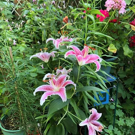 Bed & Breakfast Jardin